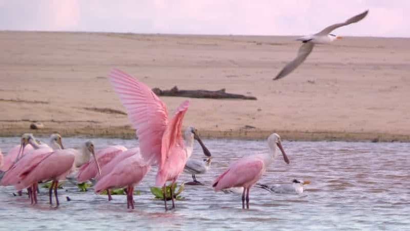 Depuis Puerto Escondido : Observation des oiseaux en bateau