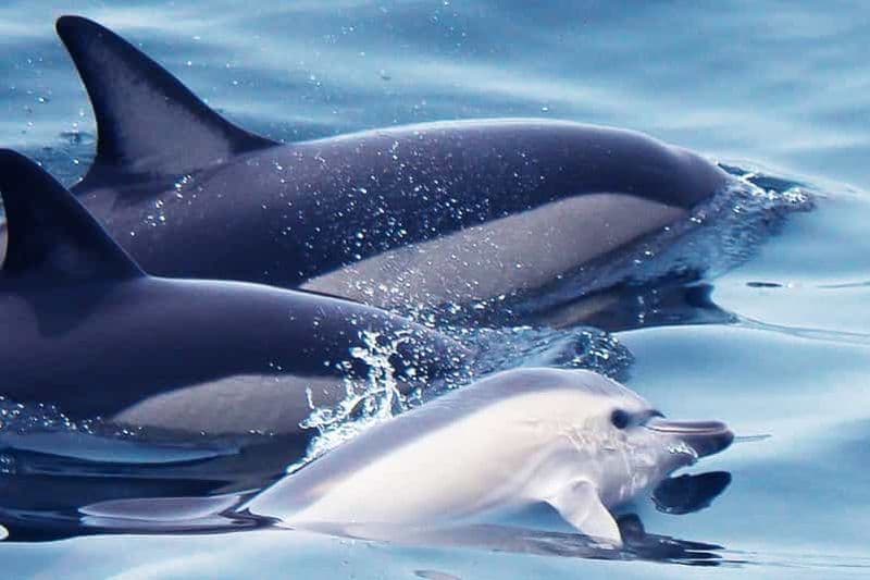 Lagos : Observation des dauphins avec des biologistes marins professionnels