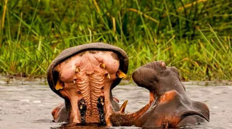 Schotia Safaris : Les meilleures rencontres avec la faune à Port Elizabeth