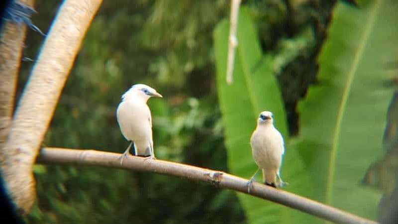 Au départ d'Ubud : visite guidée du village de Tengkudak avec observation des oiseaux