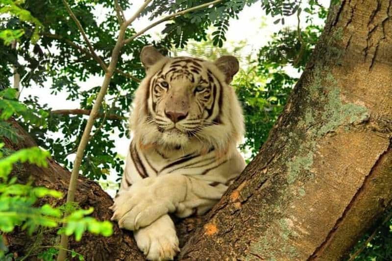 Le Morne & Safari à Casela Park avec Pizza