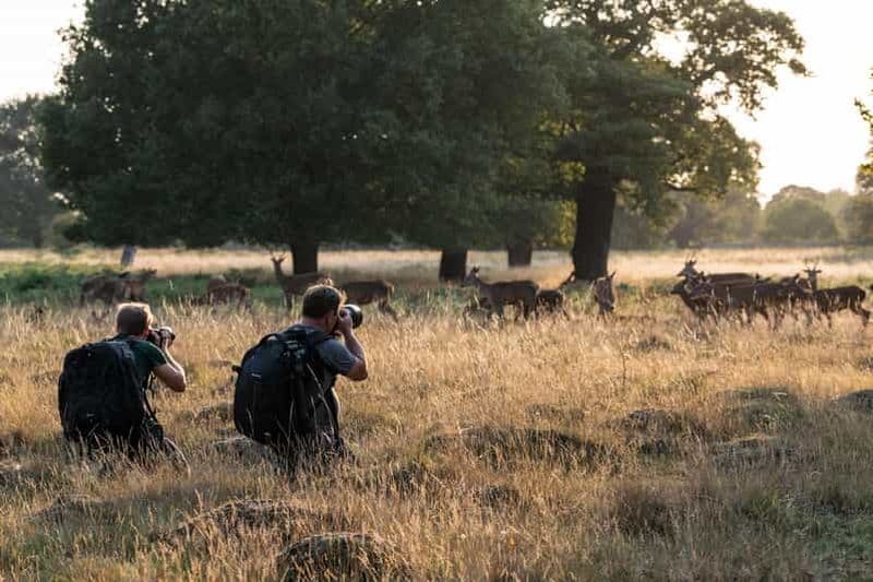 Richmond Park, Londres : Atelier de photographie de la faune et de la flore au coucher du soleil