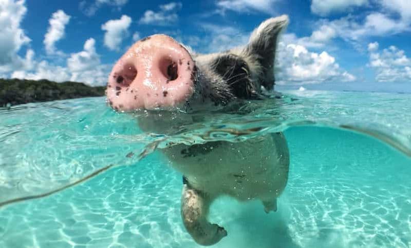 Nassau : plongée avec tuba dans 3 îles, cochons, tortues et déjeuner au Beach Club