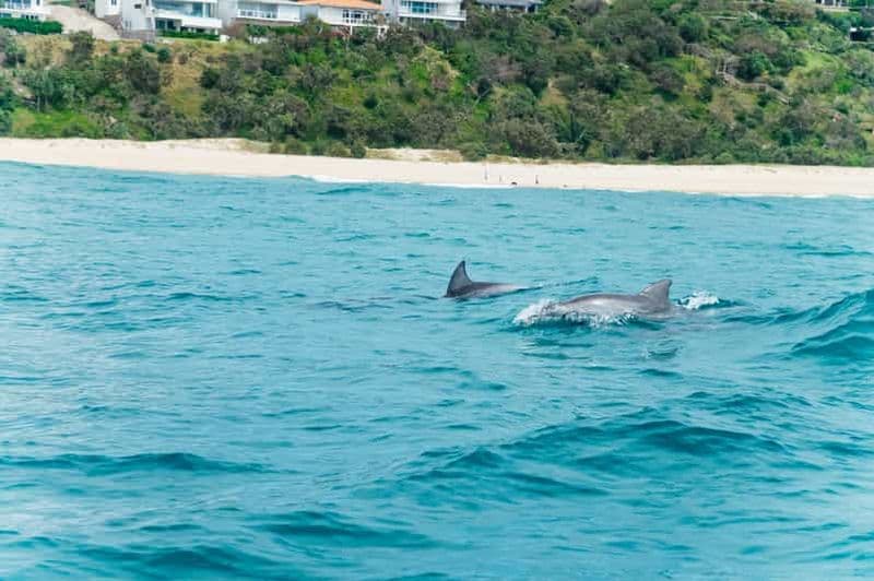 Billet Noosa Heads : Ocean Rider Dolphin Safari. Offres spéciales pour les familles