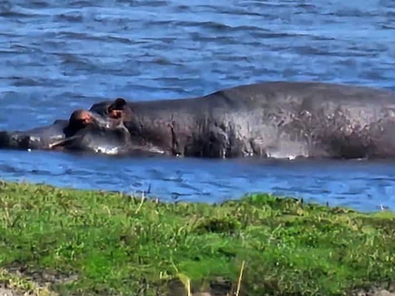 Chobe : Croisière au coucher du soleil