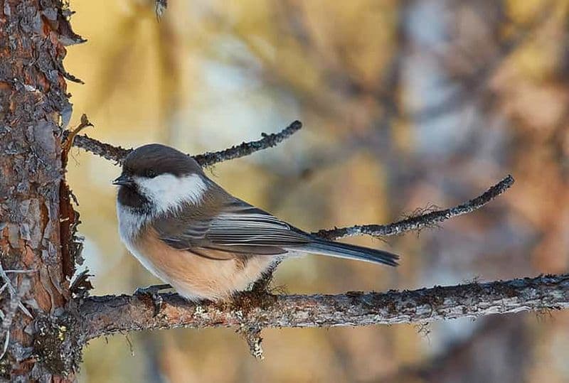 Kiruna : Photographie de la faune et de la nature