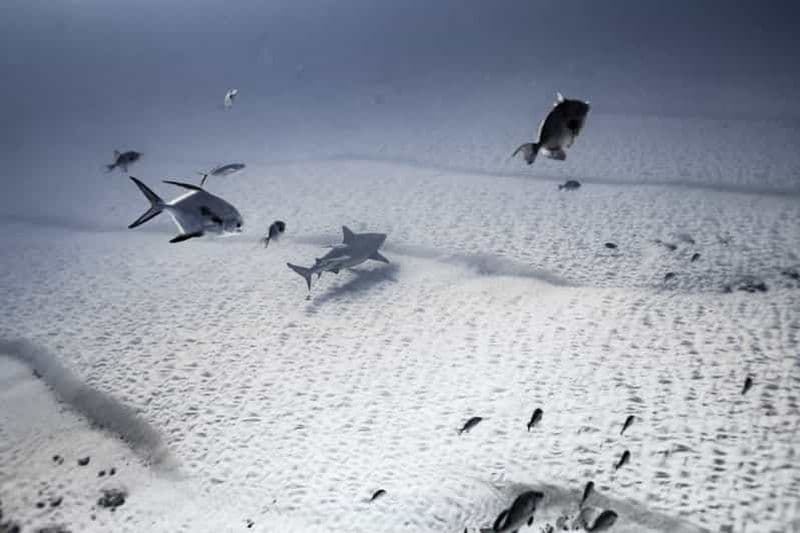 Plongée avec les requins-taureaux à Playa del Carmen – Expérience Dive Machine