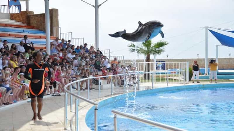 Alanya : billet pour le spectacle des dauphins et des phoques avec transferts à l'hôtel