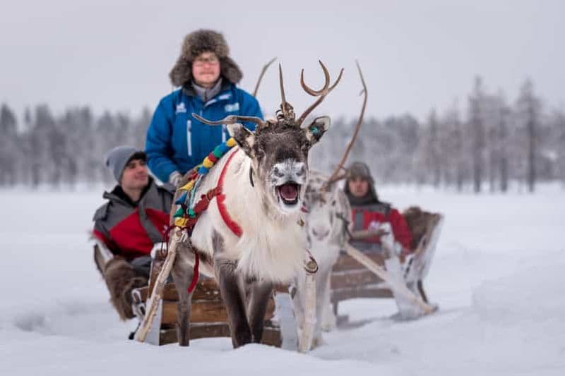 Billet Rovaniemi : safari à dos de renne de 700 m et visite d'une ferme d'élevage de rennes