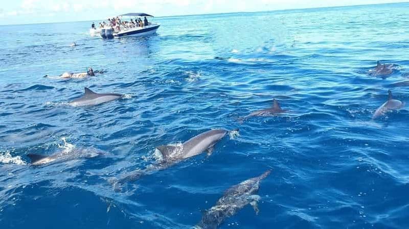 Rivière Noire : Nager avec les dauphins en bateau rapide avec déjeuner