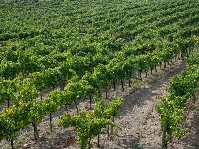 Depuis Salou : visite des oliviers et des vins du Priorat