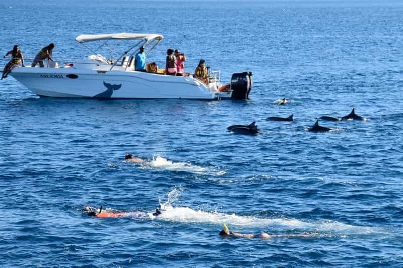 Billet Excursion en bateau rapide pour nager avec les dauphins de la rivière Noire