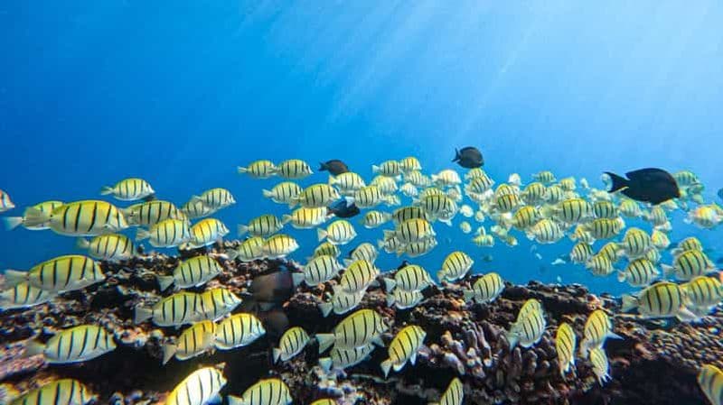 Baptême de plongée, pour débuter !