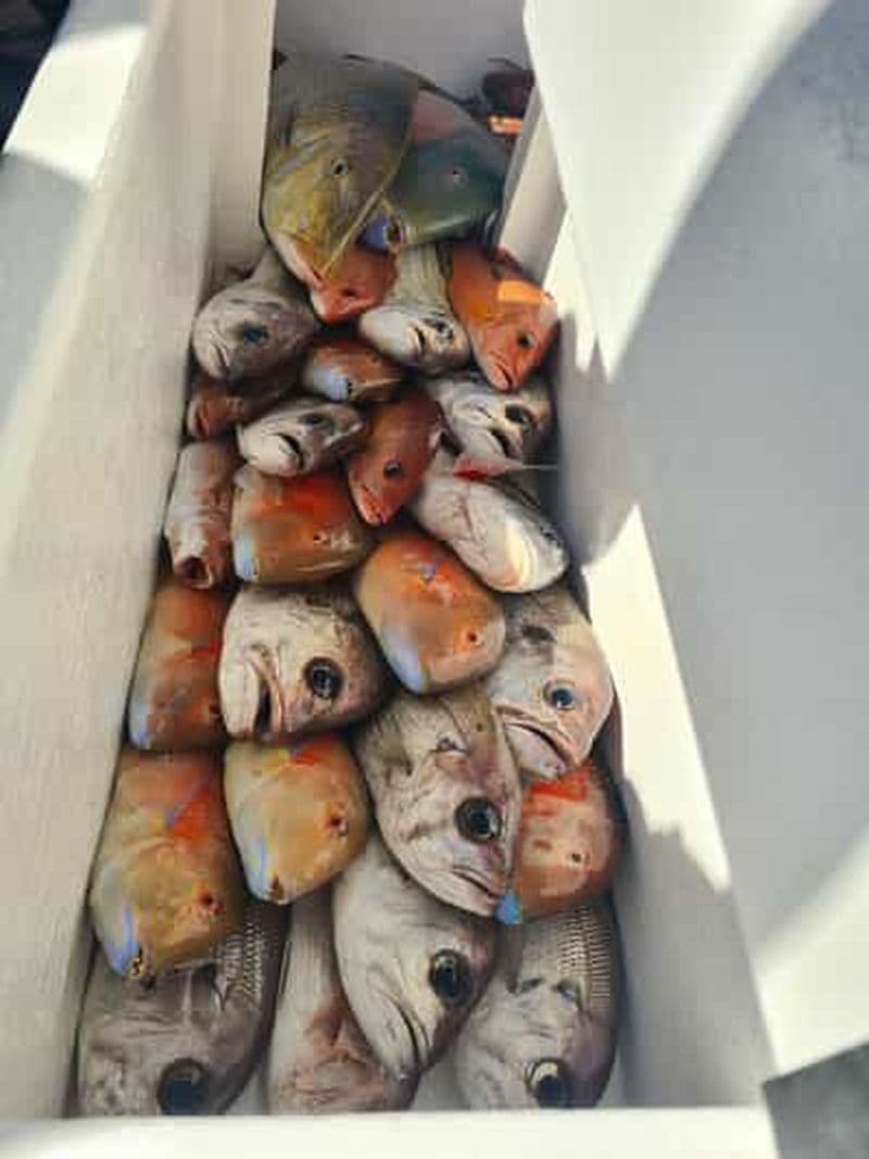 Sunshine Coast : Charters de pêche