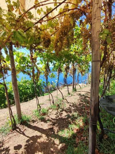 Volastra : Dégustation de vin BarCa dans les Cinque Terre et cours de pesto