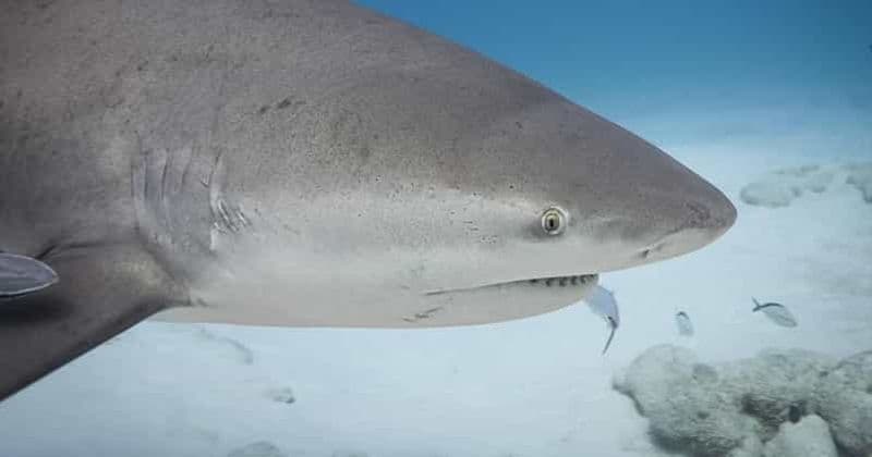 Playa del Carmen : Rencontre avec un requin taureau