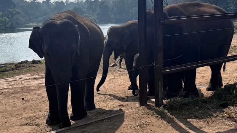 Safari en jeep à Bannerghatta avec transfert en privé