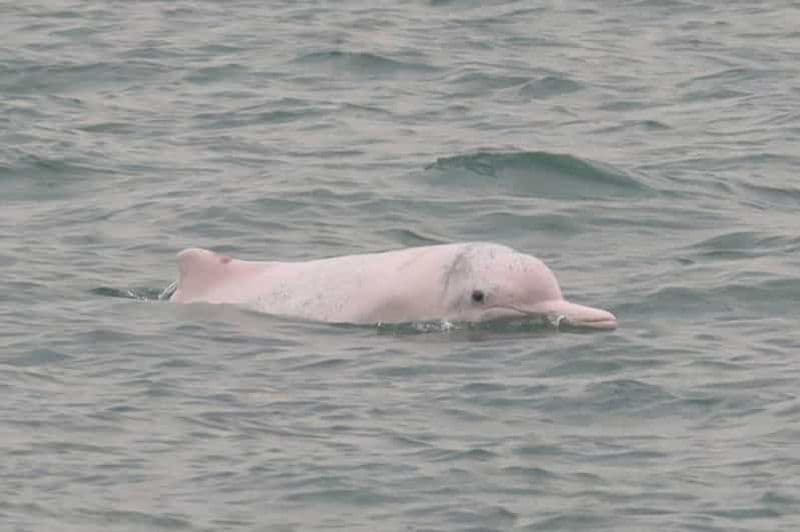 Île de Lantau : observation des dauphins roses depuis Hong Kong