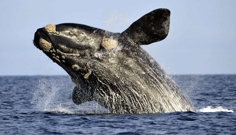 Au départ du Cap : excursion en bateau pour observer les baleines à Hermanus