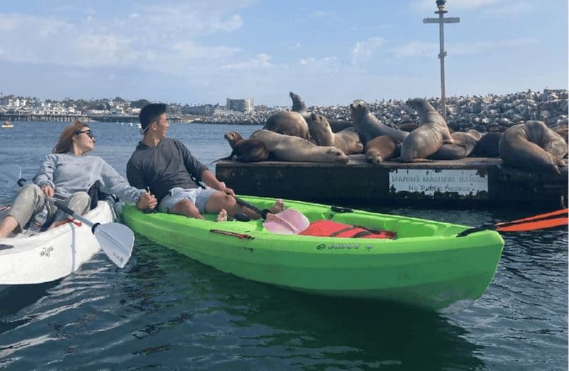 Billet Redondo Beach : excursion en kayak et plongée avec tuba avec les otaries