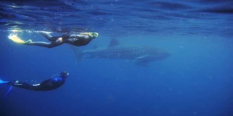 Au départ de Lombok : circuit de 2 jours à Sumbawa et nage avec les requins baleines