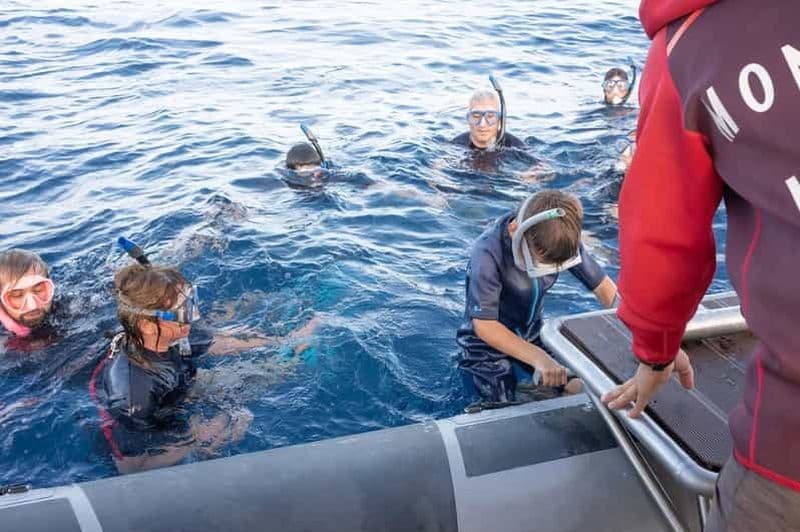 Réunion : Snorkeling avec les dauphins et baleines à Saint-Gilles-les-Bains