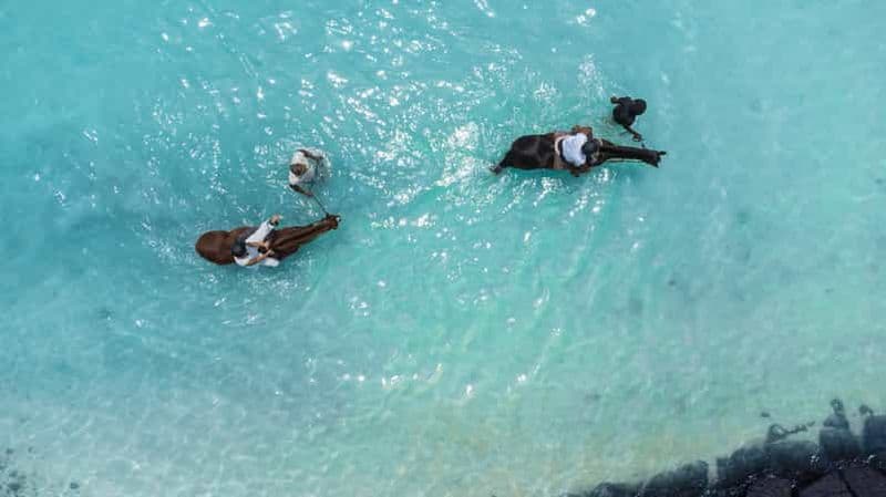 Billet Ile Maurice : Balade à cheval sur la plage