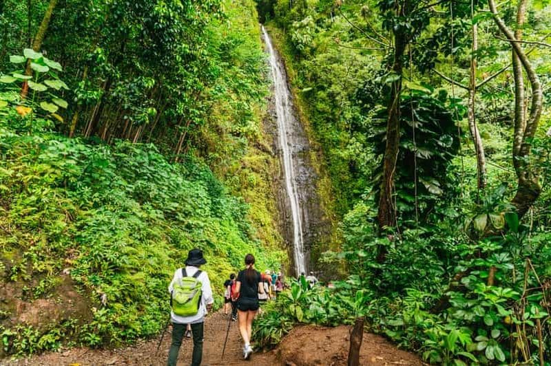 Billet Oahu : Randonnée aux chutes d'eau de Manoa Falls avec déjeuner et transferts