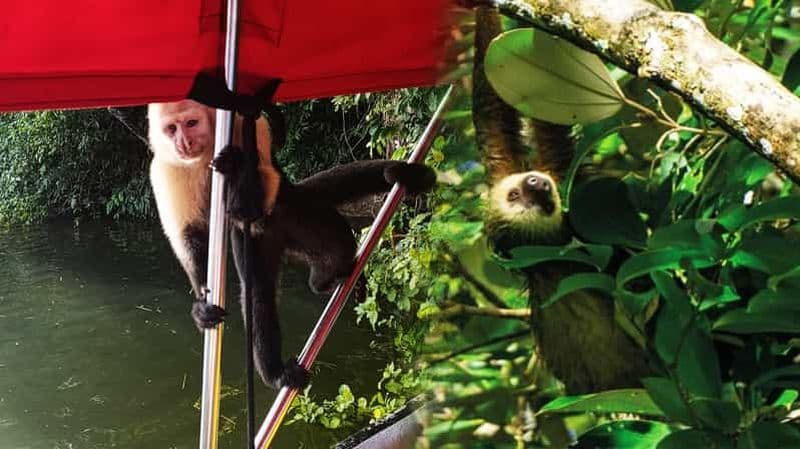 Billet Canal de Panama : île aux singes, paresseux, piscine naturelle et randonnée