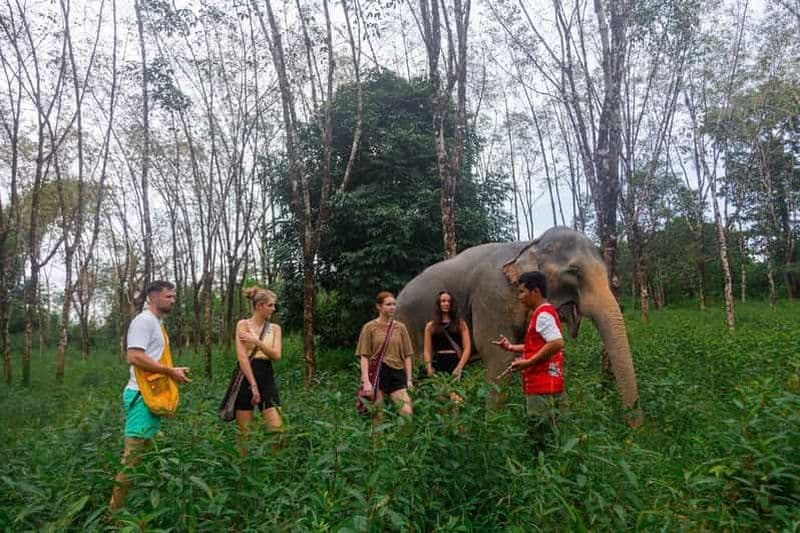 Phuket : Visite du sanctuaire des éléphants, cours de cuisine et déjeuner