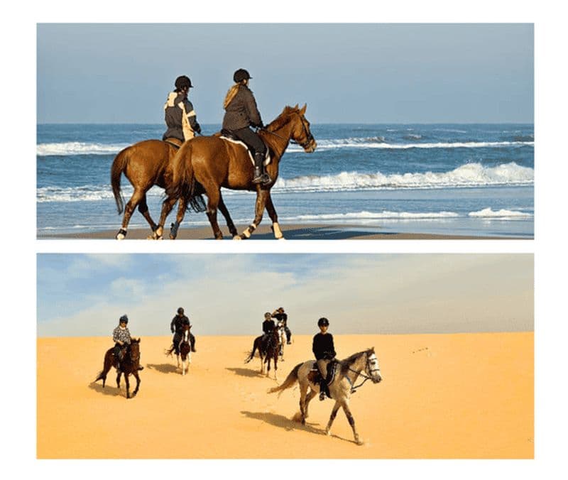 Doha : Randonnée à cheval dans le désert ou au bord de la mer