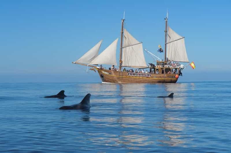 Los Gigantes : excursion d'observation des dauphins et des baleines sur un bateau pirate
