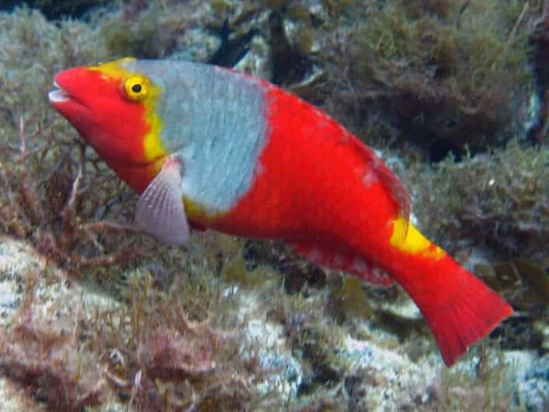 La Palma : Programme d'initiation à la plongée SSI