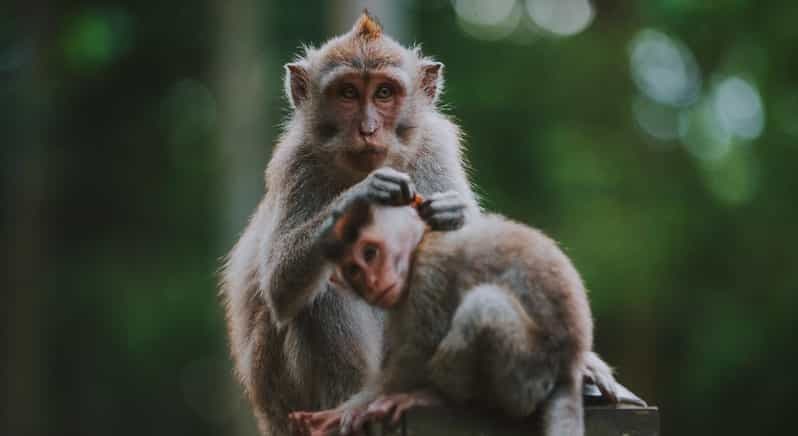 Ubud : forêt des singes, cascade de Tegenungan et rizières en terrasses
