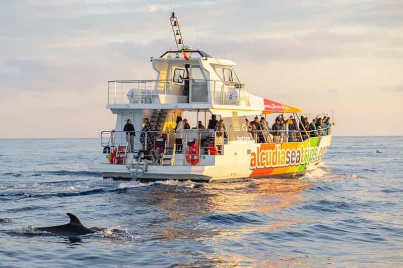 Alcudia : croisière à la découverte des dauphins