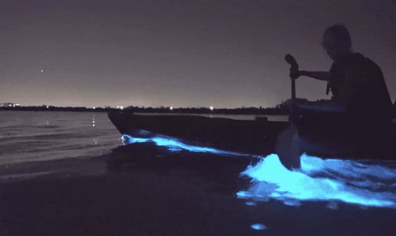 Auckland : Excursion en kayak à la découverte de la bioluminescence