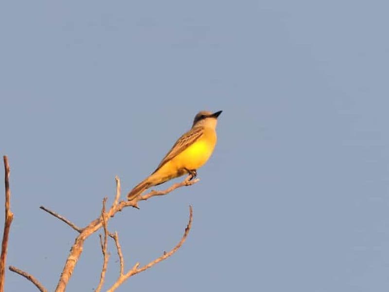 Playa del Carmen : Excursion matinale privée d'observation des oiseaux