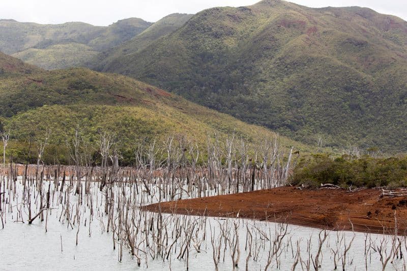 Forêt Noyée de Yaté