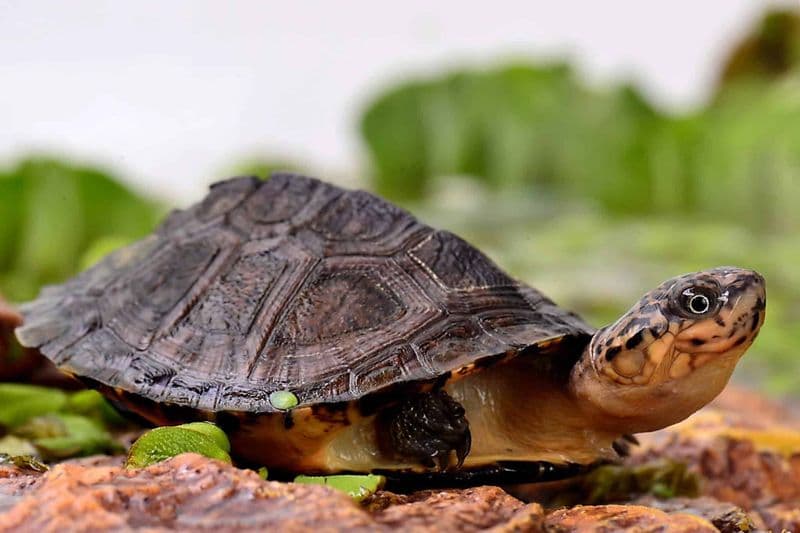 Parc des tortues A Cupulatta