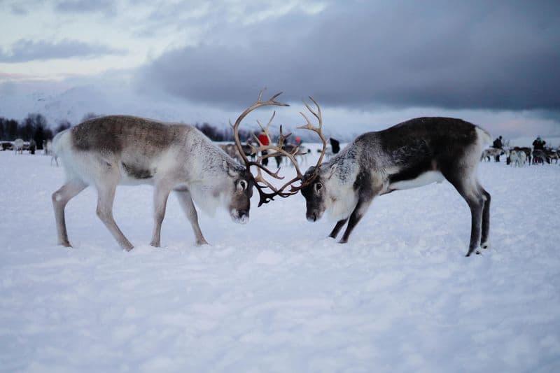 Observation des rennes à Tromsø