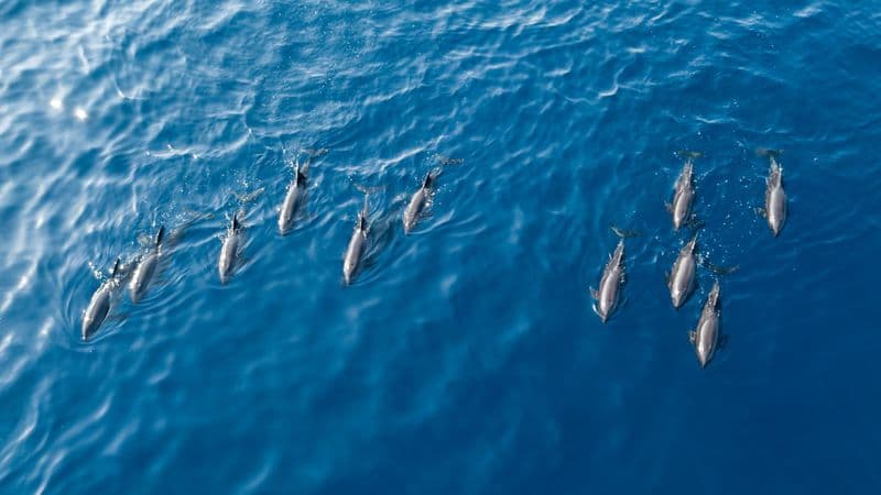 Observation des dauphins et baleines à La Réunion
