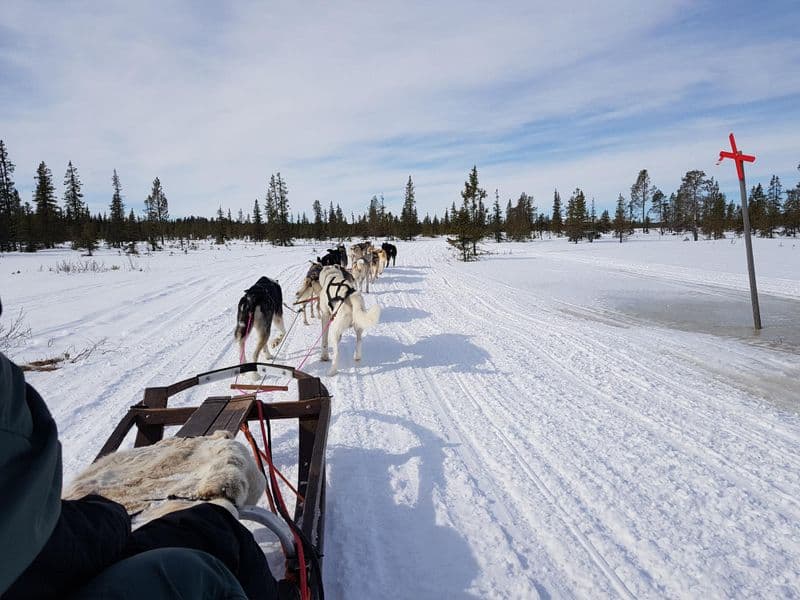 Balade en chiens de traîneau à Rovaniemi