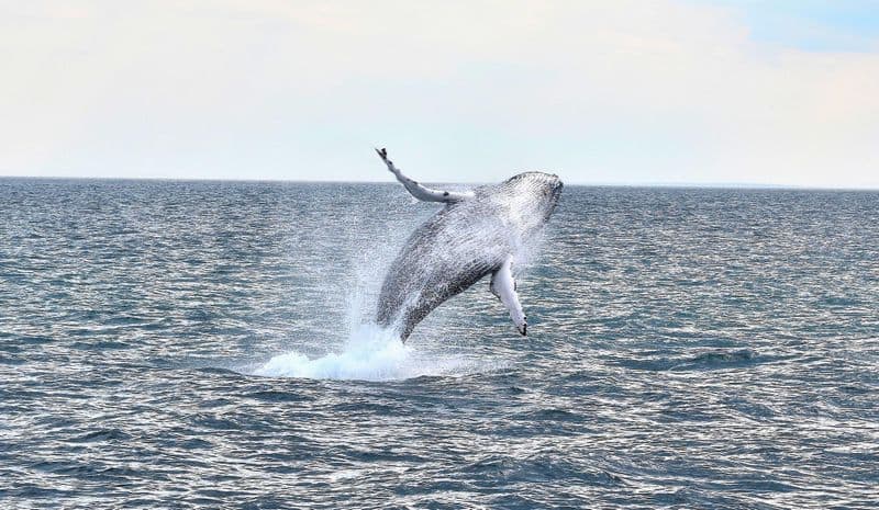 Observation des baleines à Boston