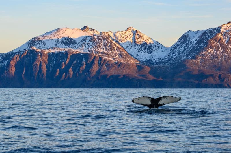 Observation des baleines à Tromsø