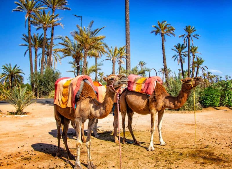Palmeraie de Marrakech