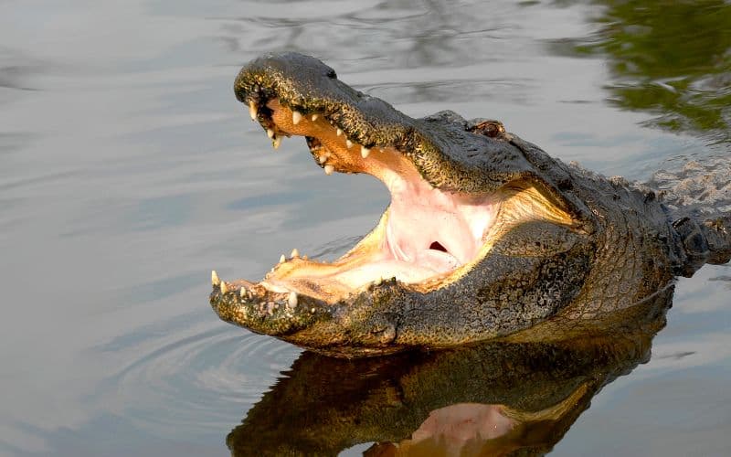 Billets coupe-file pour Gatorland