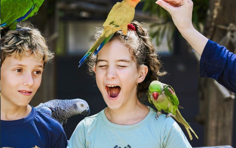 Billets pour les jardins botaniques de Maleny et le monde des oiseaux
