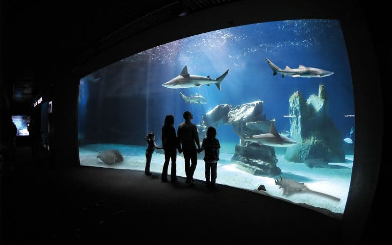 Billets pour l'aquarium de Gênes avec déjeuner