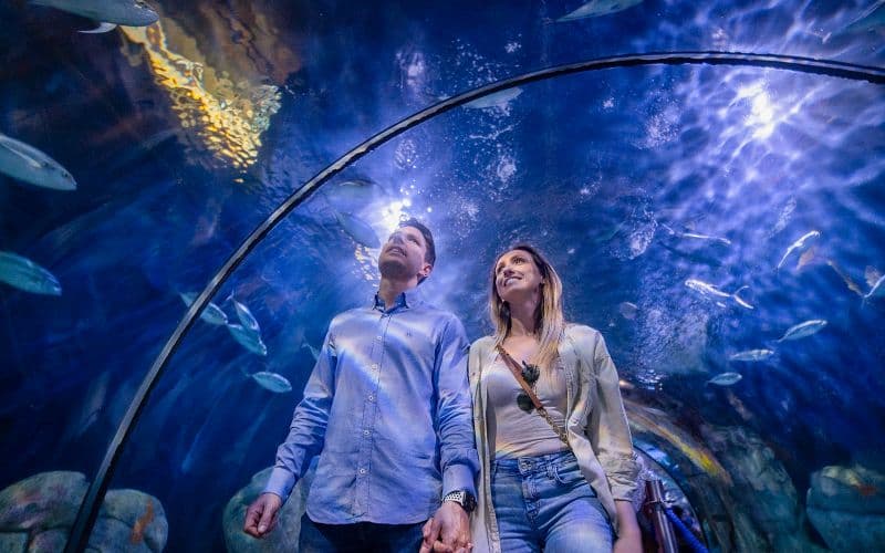 Combo : Billets pour l'Oceanogràfic + Musée des Sciences + Hemisfèric