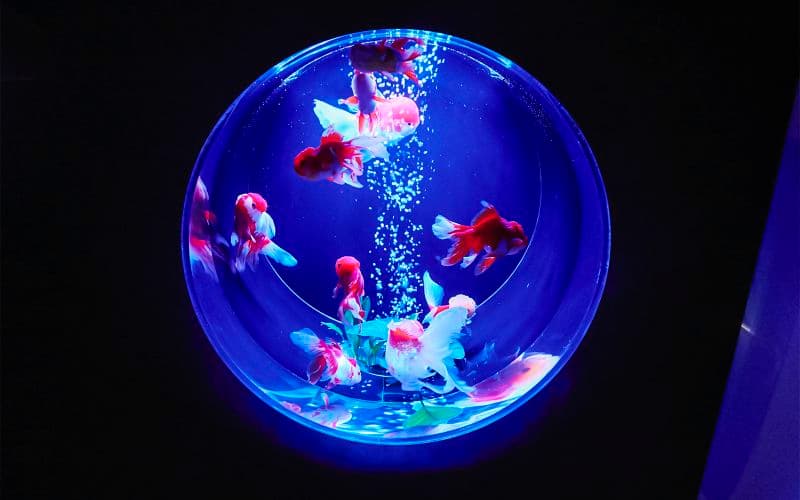 Billets pour le musée Art Aquarium de Ginza
